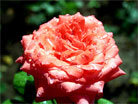 авторские фотообои красная роза