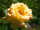 фотообои желтая роза